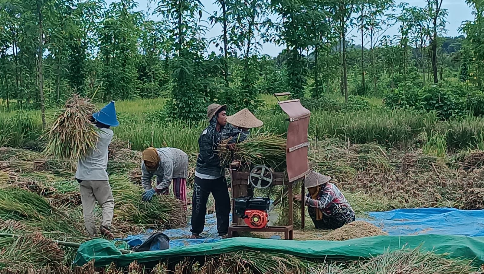 Harga Gabah Merosot di Musim Panen, Dinas Pertanian Lombok Tengah Imbau Jangan Jual Terburu-buru