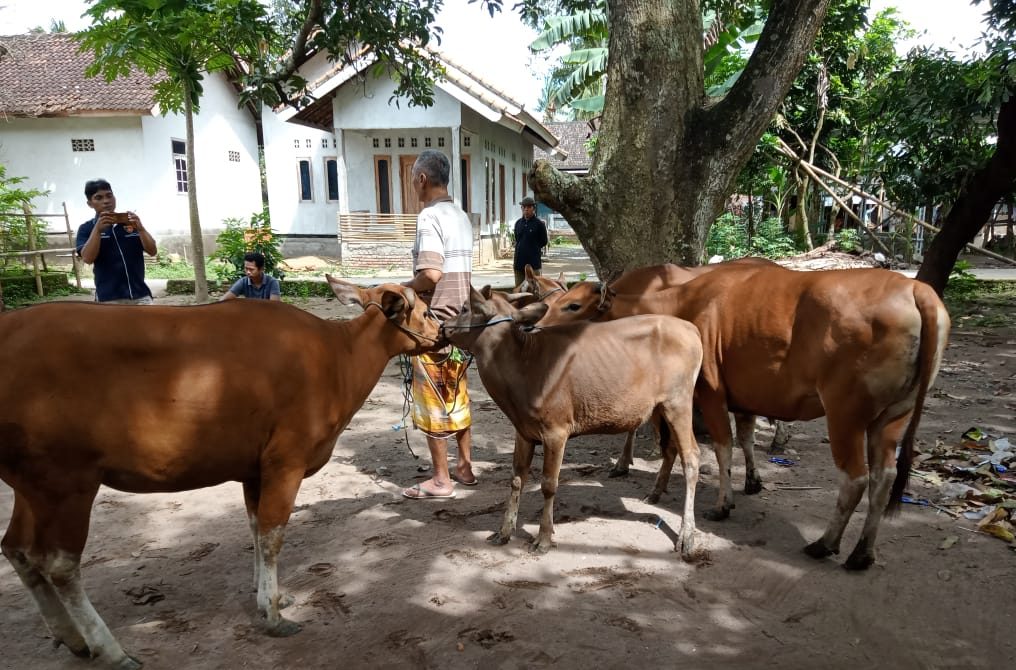 Buron Setahun, Pencuri Sapi di Lombok Barat Akhirya Ditangkap di Rumah Mertua